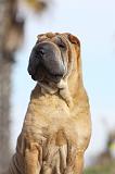 SHAR-PEI 665